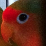 Different the lovebird.